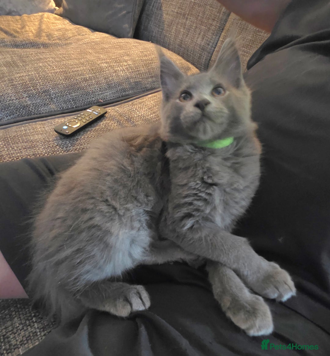 Maine Coon cats for sale: Maine coon pedigree kittens  - Image 5