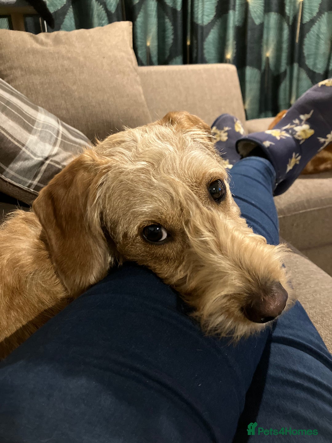 Hungarian Vizsla dogs for sale: VIZSIPOO puppies, Vizsla x Miniature Poodle - Image 10