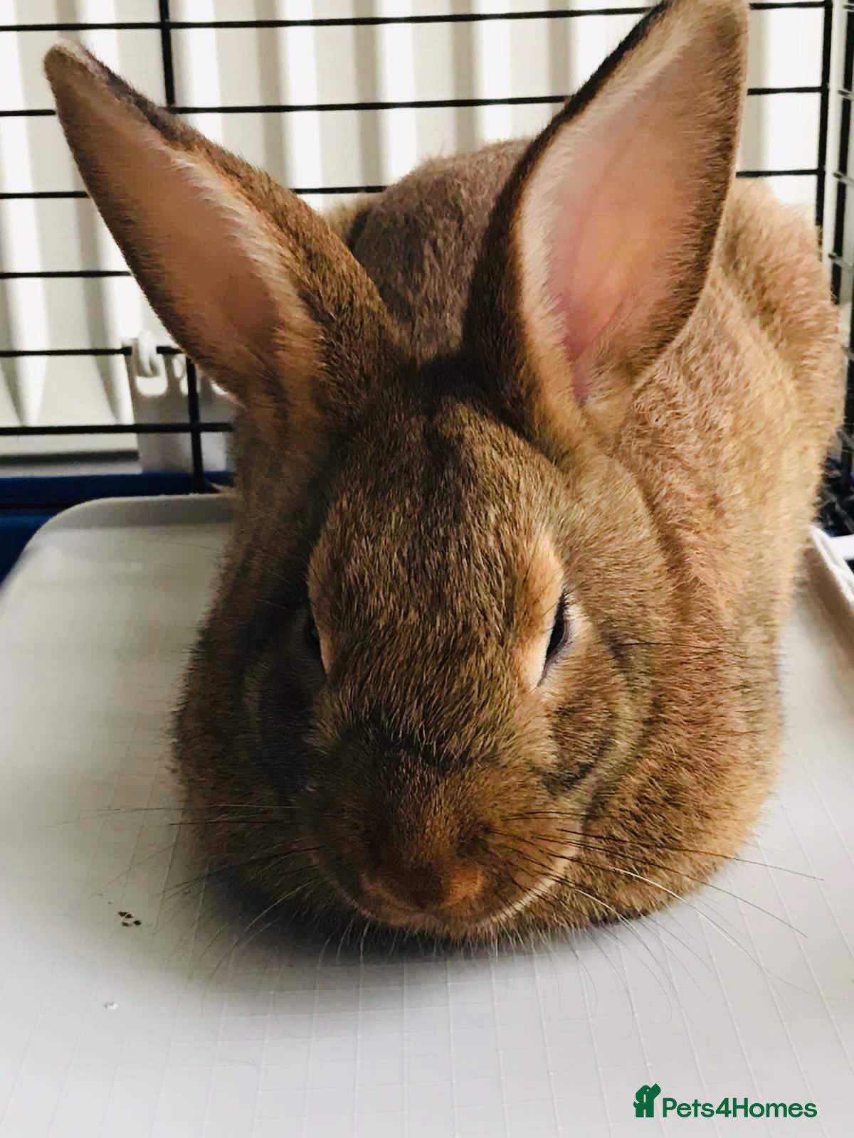 Mixed Breed rabbits for sale: Daisy - Advert 3