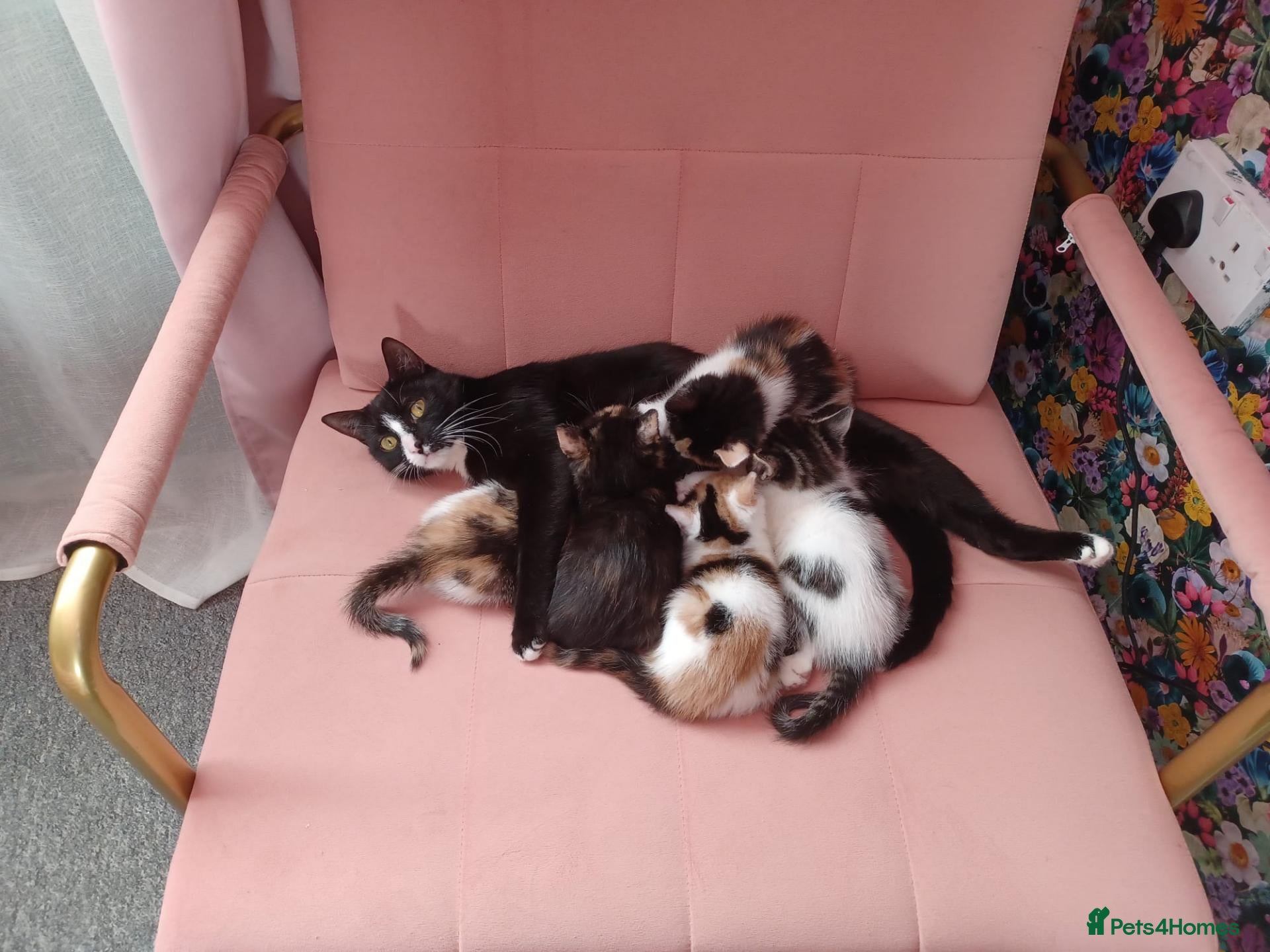 Persian cats Lovely friendly black and white kittens - Advert 1