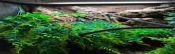 Gecko reptiles for sale: Gorgeous tame crested gecko  in Stoke-on-Trent - Advert 3