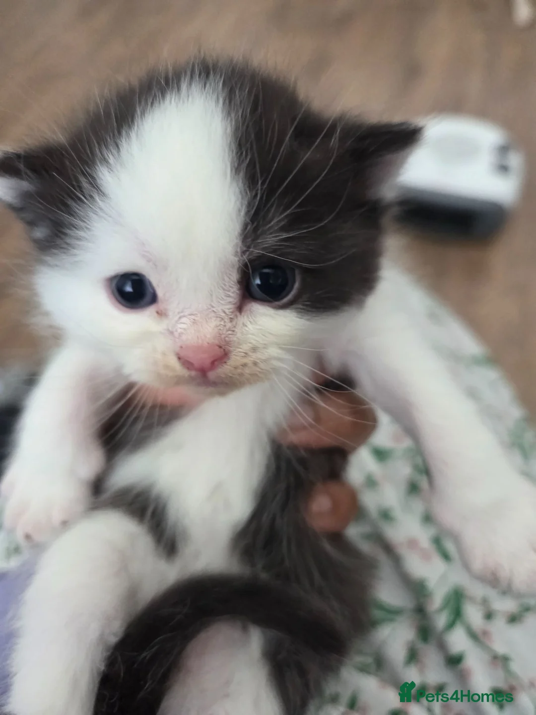 Mixed Breed cats for sale: 🐱 Bshxpersian cute kittens 🥰 - Advert 2