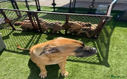 Bullmastiff dogs for sale: Courageous Bullmastiff Puppies. - Image 3