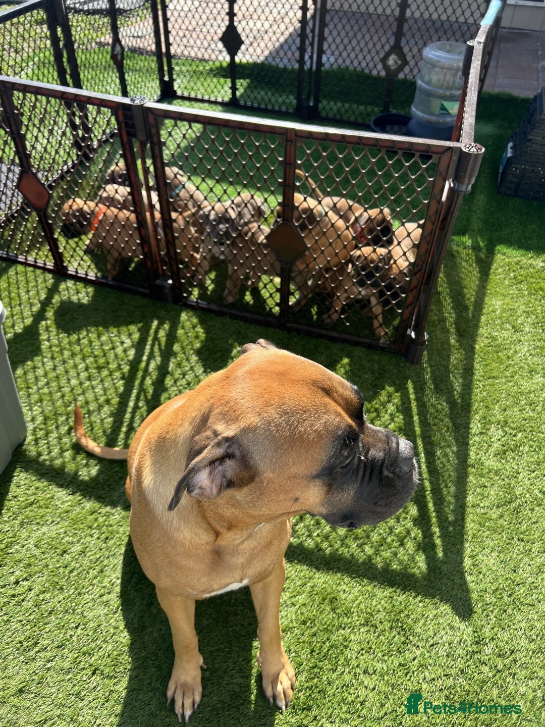 Bullmastiff dogs for sale: Courageous Bullmastiff Puppies. - Image 3