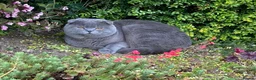 Scottish Fold cats for stud: Scottish Fold for Stud  - Advert 10