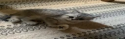 Exotic cats for sale: Exotic kittens  - Advert 5