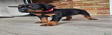 Dobermann 4 Red collar
