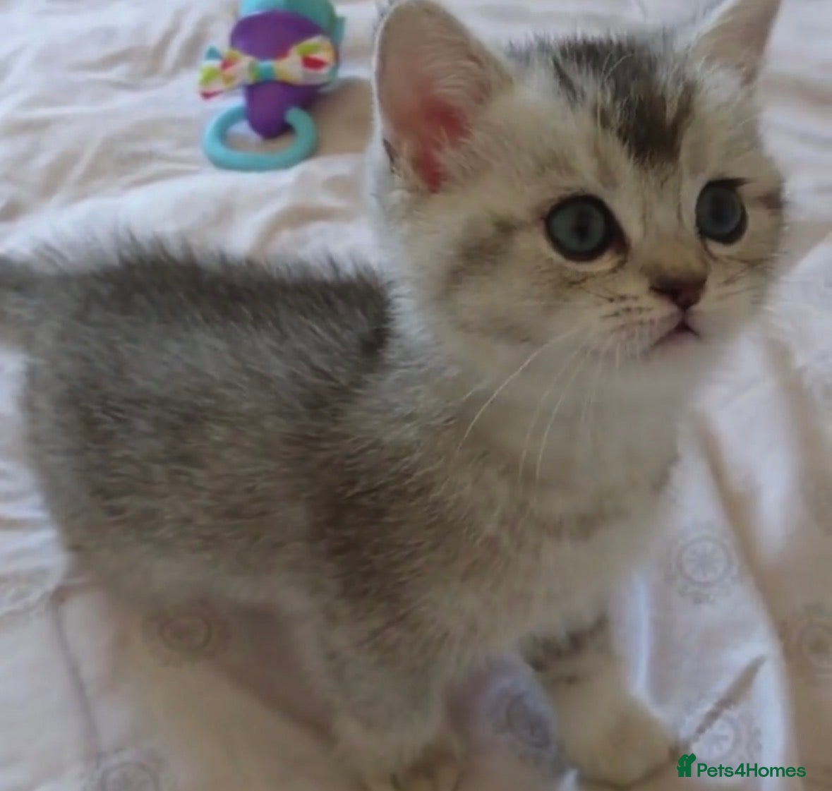 British Shorthair cats Stunning silver shaded British shorthair kitten - Advert 2