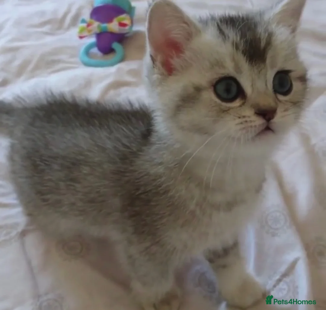 British Shorthair cats for sale: Stunning silver shaded British shorthair kitten - Advert 1