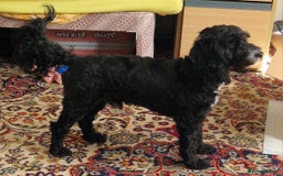 Cockapoo dogs for stud: PROVEN F1 Cockapoo STUD in Canterbury - Image 5