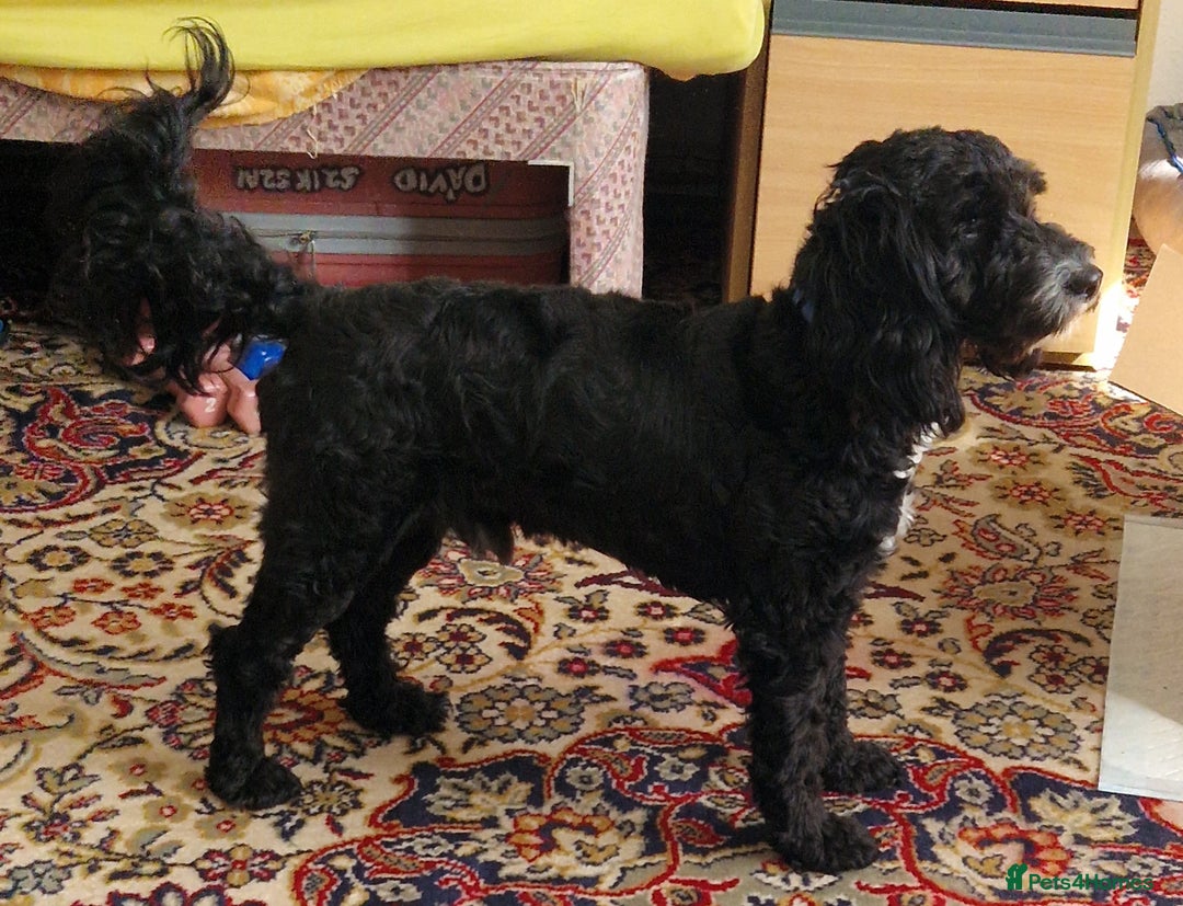 Cockapoo dogs for stud: PROVEN F1 Cockapoo STUD in Canterbury - Image 5