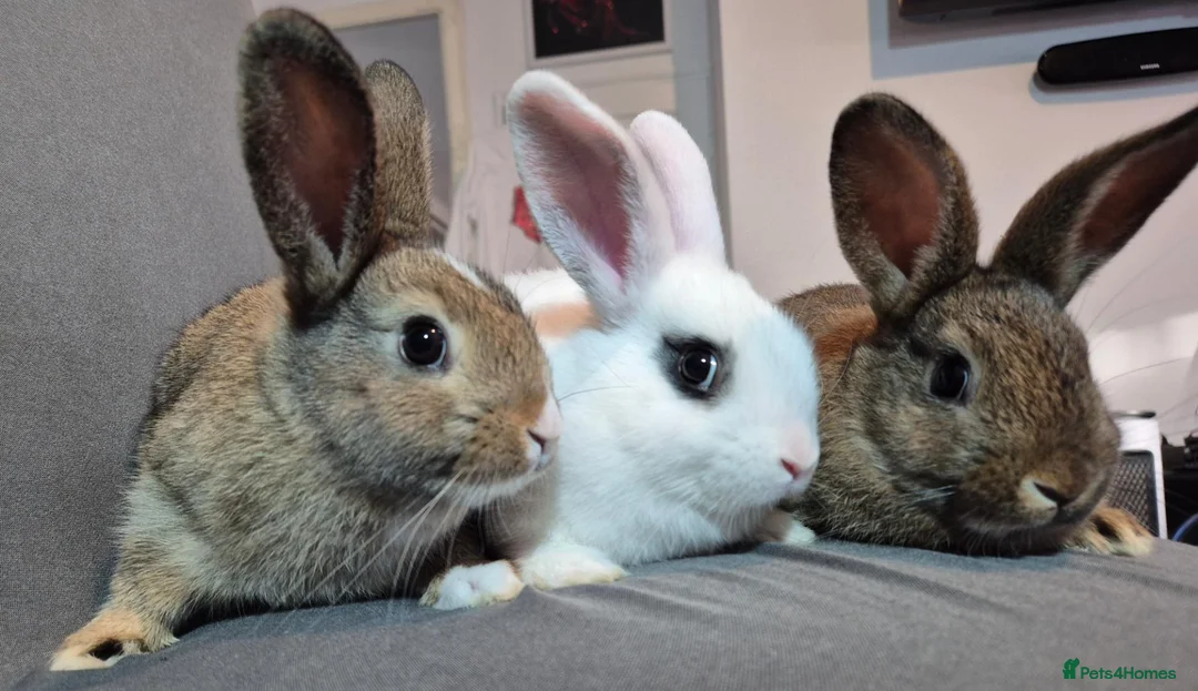 Mixed Breed rabbits for sale: Three Friendly Mixed-Dwarf Kits - Advert 1
