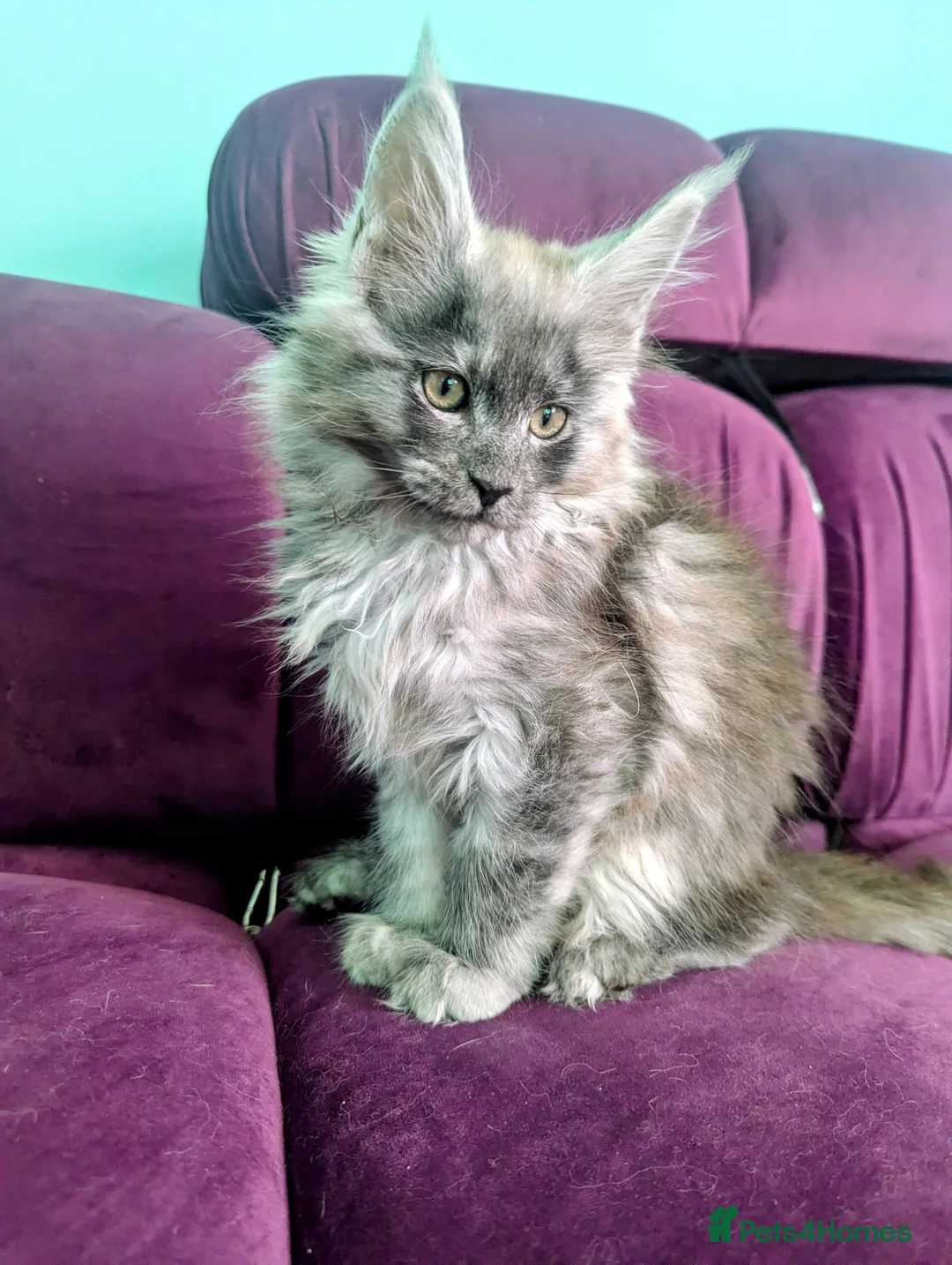 Maine Coon cats for sale: Pedigree Maine Coon kitten boy and girl  - Advert 1