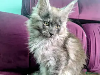 Maine Coon cats Pedigree Maine Coon kitten boy and girl - Advert 4