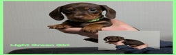 Miniature Dachshund dogs for sale: Kc reg miniture dachshund puppies for sale - Advert 4