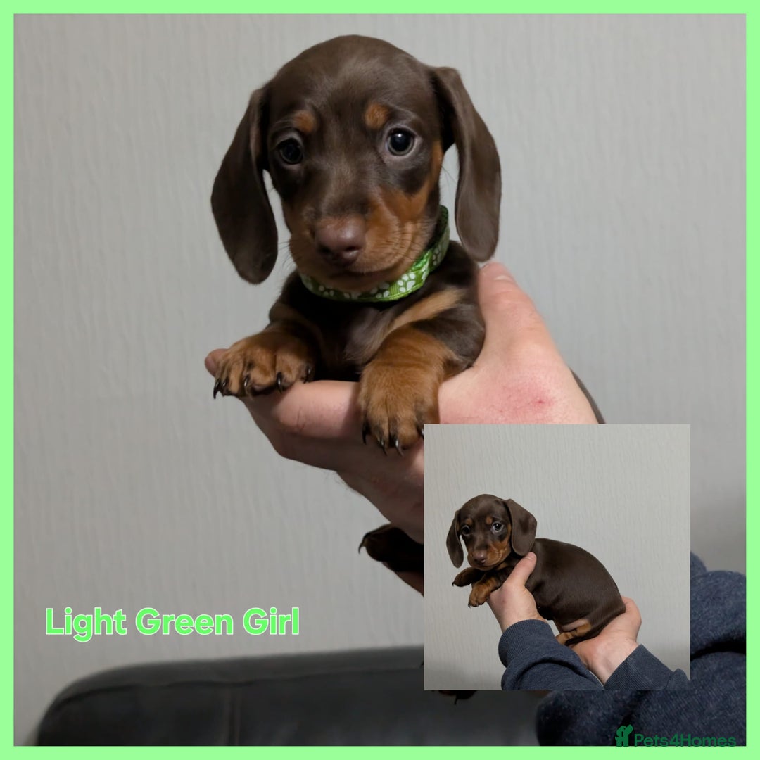Miniature Dachshund dogs for sale: Kc reg miniture dachshund puppies for sale - Advert 4
