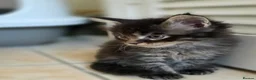 Maine Coon cats for sale: Pedigree TICA Registered Maine Coon Kittens - Advert 18