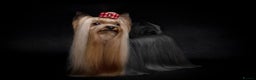 Yorkshire Terrier dogs for stud: Stunning UK champion small stud dog DNA tested in Rotherham - Advert 25