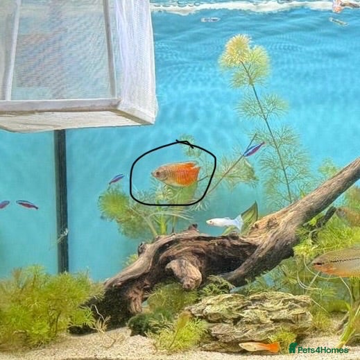 Gouramis fish Dwarf gourmais  - Advert 1