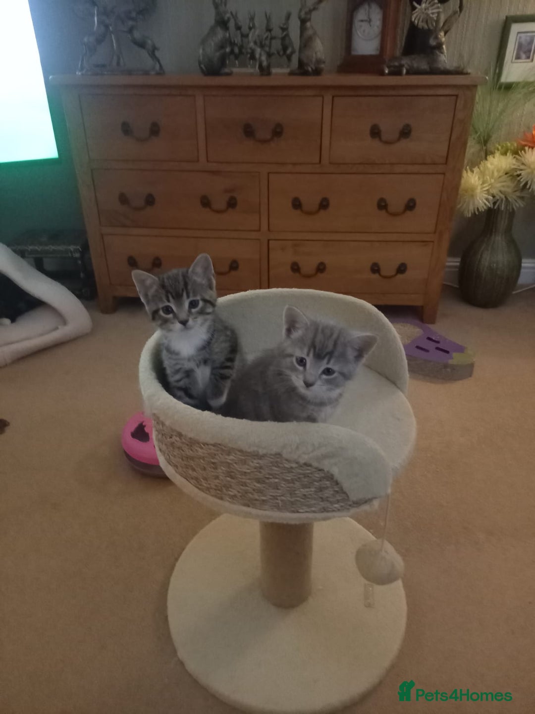 Mixed Breed cats for sale: 3 BEAUTIFUL KITTENS 😸 AVAILABLE  - Advert 11