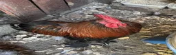 Chickens poultry for sale: Roosters and Hens for sale - Advert 4