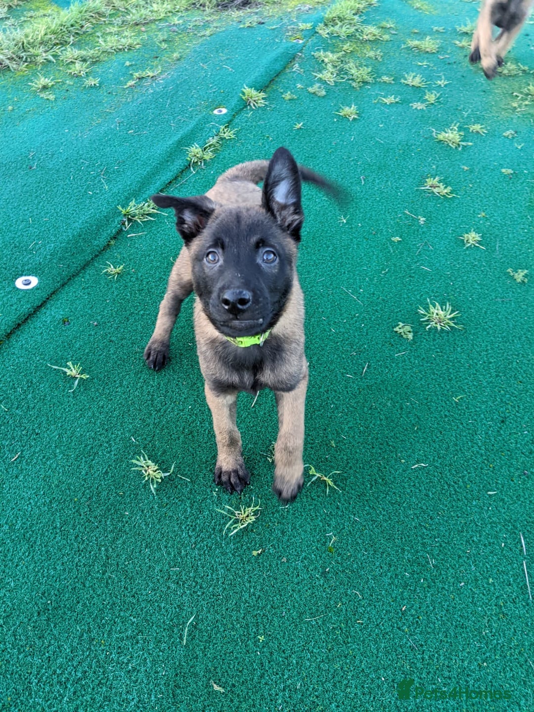 Belgian Shepherd Dog dogs for sale: Belgian Malinois - Advert 14