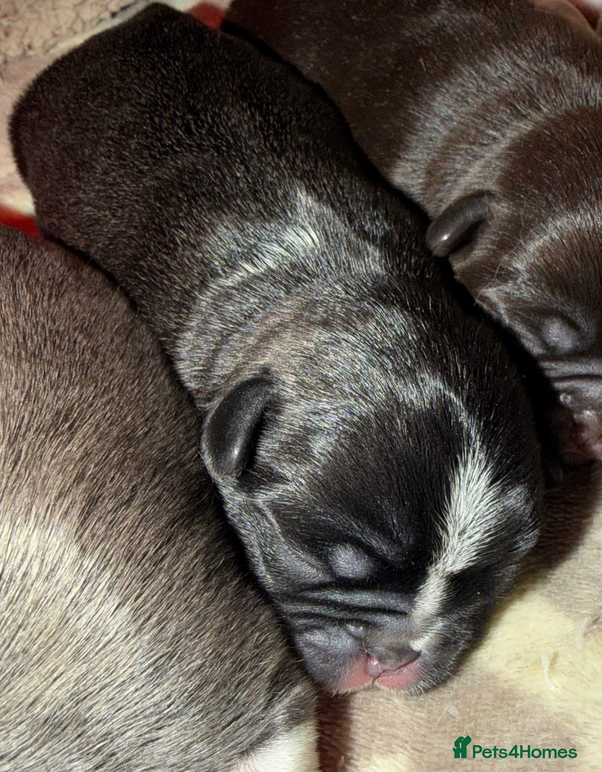 Pug dogs 🐾 PEGGY × ALASKA — A TRULY UNIQUE PUG LITTER 🐾  - Advert 2