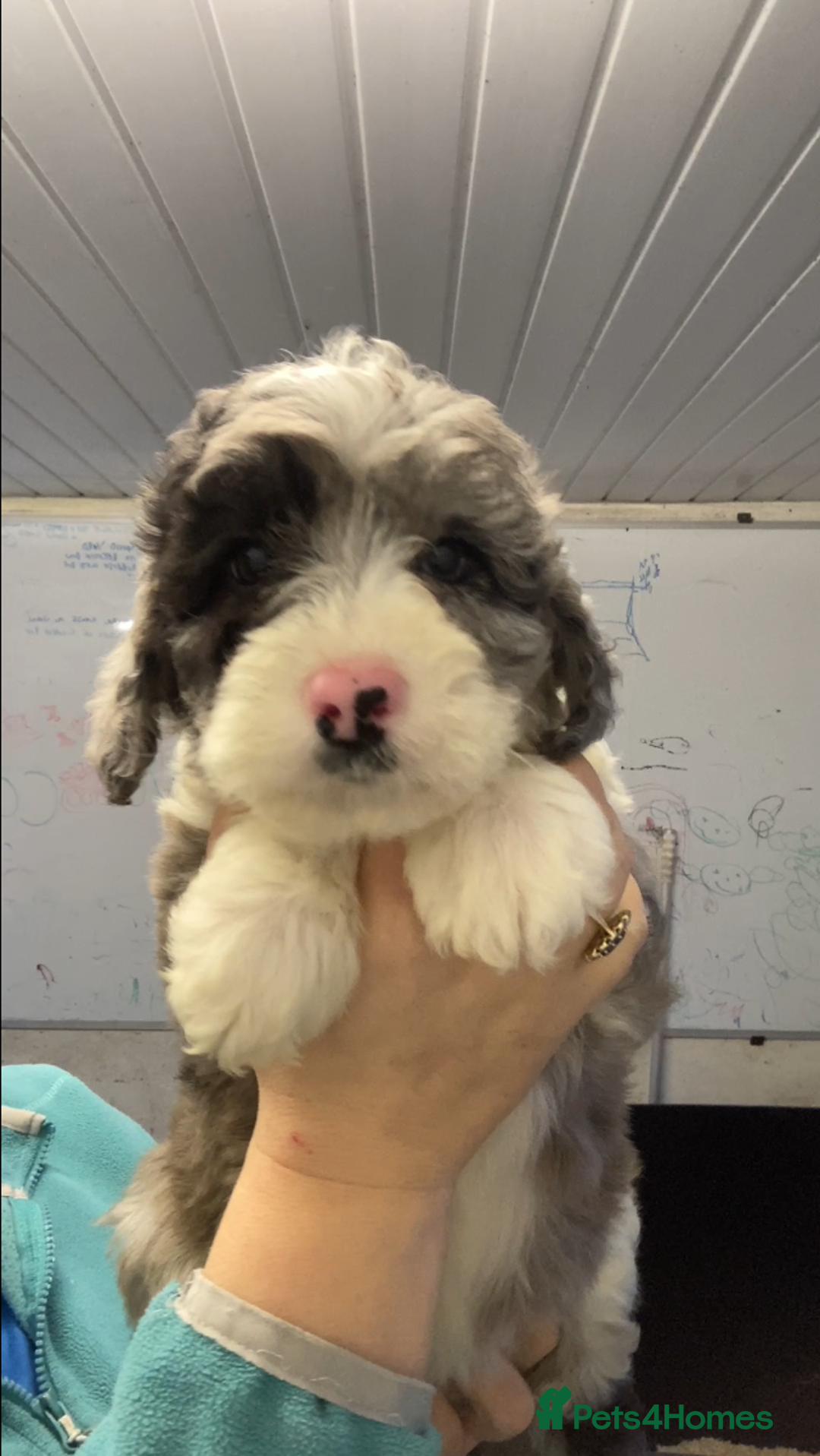 Mixed Breed dogs for sale: Bearded Collie cross Miniature Poodle Puppies - Image 1
