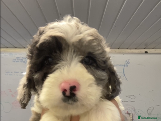Mixed Breed dogs Bearded Collie cross Miniature Poodle Puppies - Advert 5