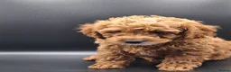Cavapoo dogs for sale: Stunning Micro Asian Poodle x Cavapoo F1B puppies - Advert 8