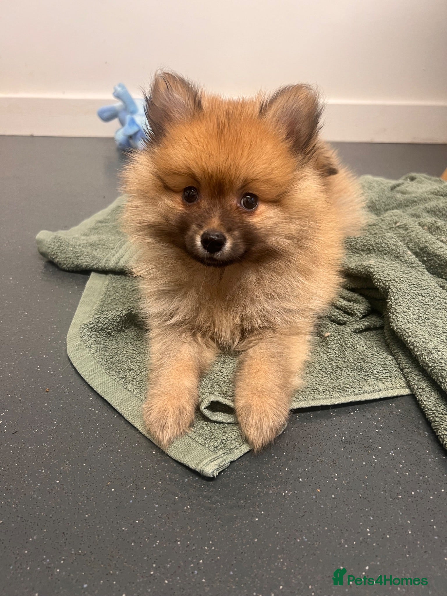 Pomeranian dogs READY NOW Pomeranian Puppies  - Advert 18