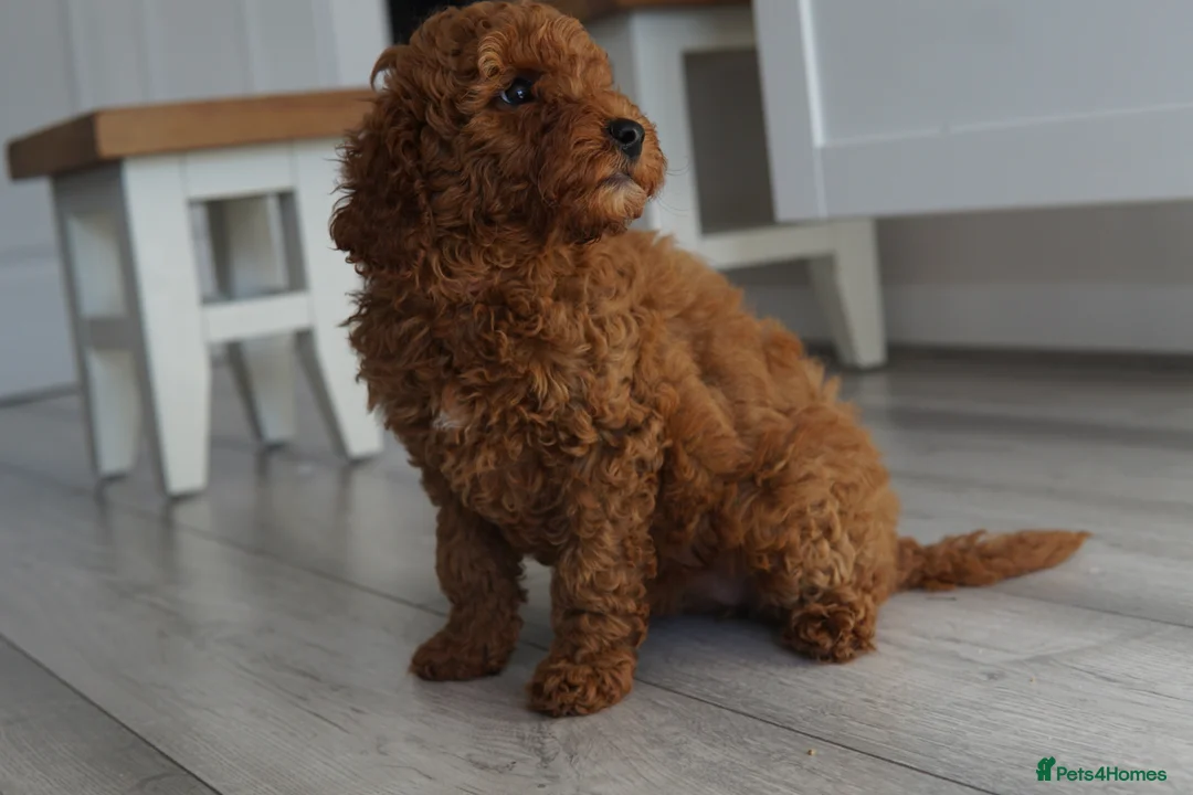 Labradoodle dogs for sale: READY NOW Miniature Labradoodle Girl Puppy - Advert 2