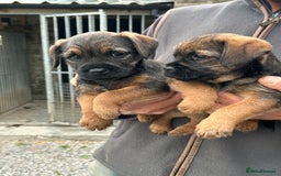 Border Terrier dogs for sale: Border Terrier Dogs  - Image 2