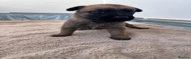 Belgian Shepherd Dog 1