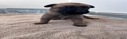 Belgian Shepherd Dog dogs for sale: Krowned_k9 Belgian malinois Puppies  - Advert 19