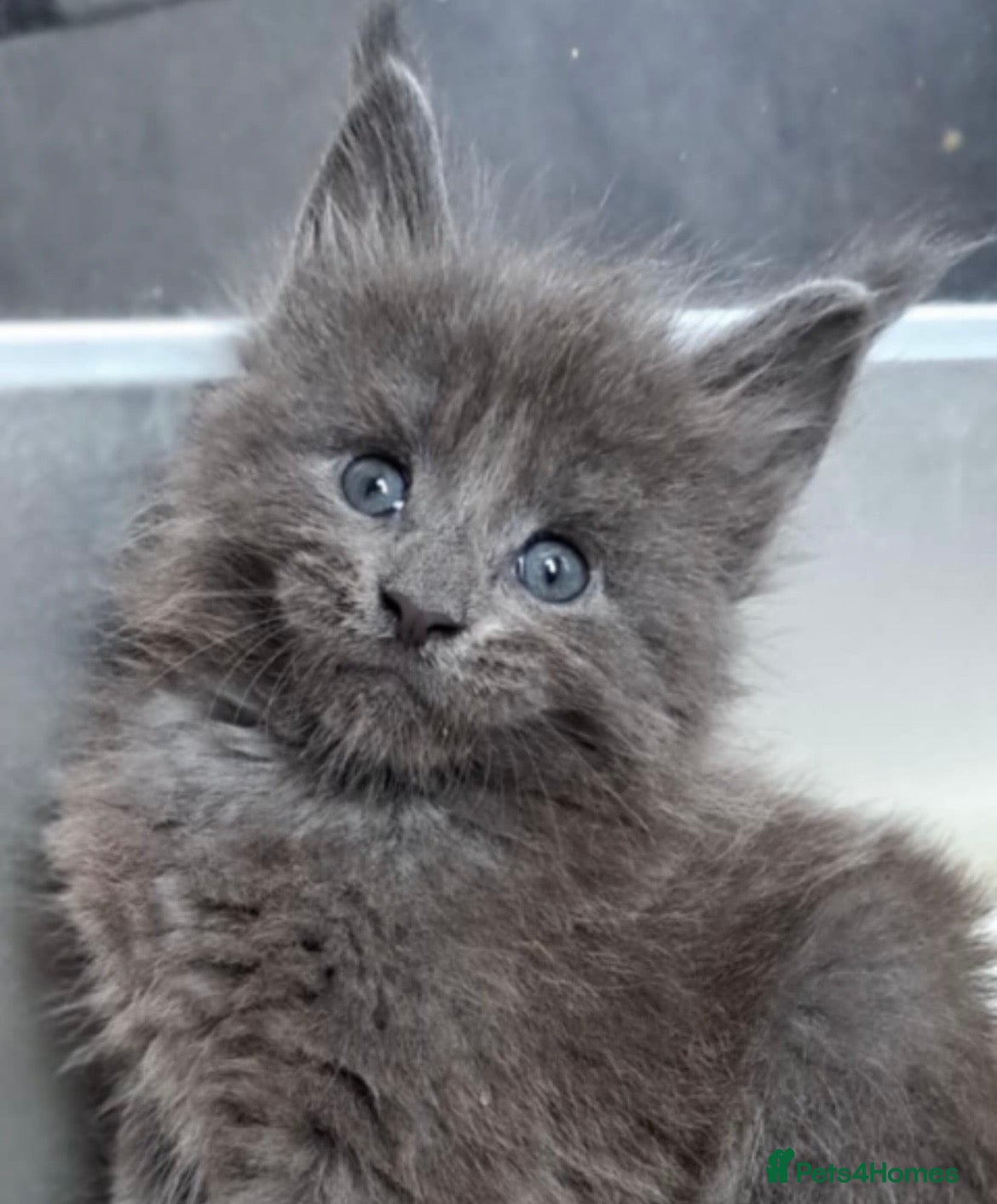 Maine Coon cats *2 LEFT* TICA Maine Coons Fully Health Checked - Advert 13