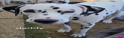 Dalmatian dogs for sale: Last 3 Dalmatian puppies  in Reading - Advert 5