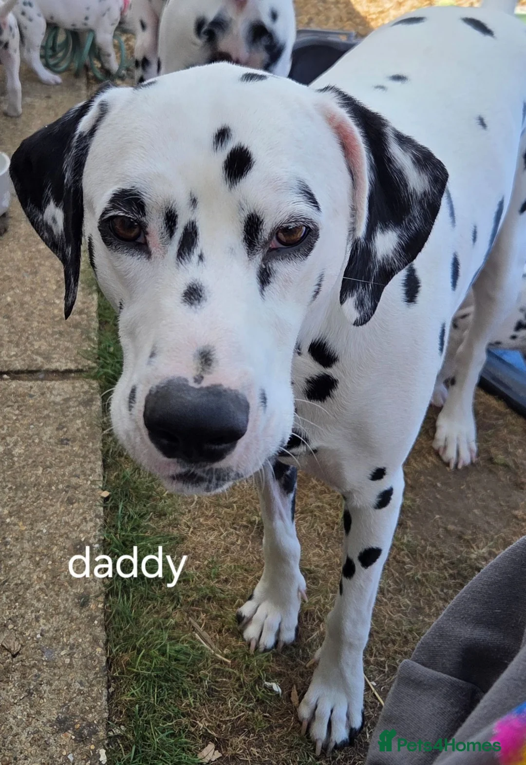 Dalmatian dogs for sale: Last 3 Dalmatian puppies  in Reading - Advert 5
