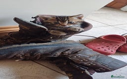 Mixed Breed cats for sale: Stunning kittens available  - Image 3