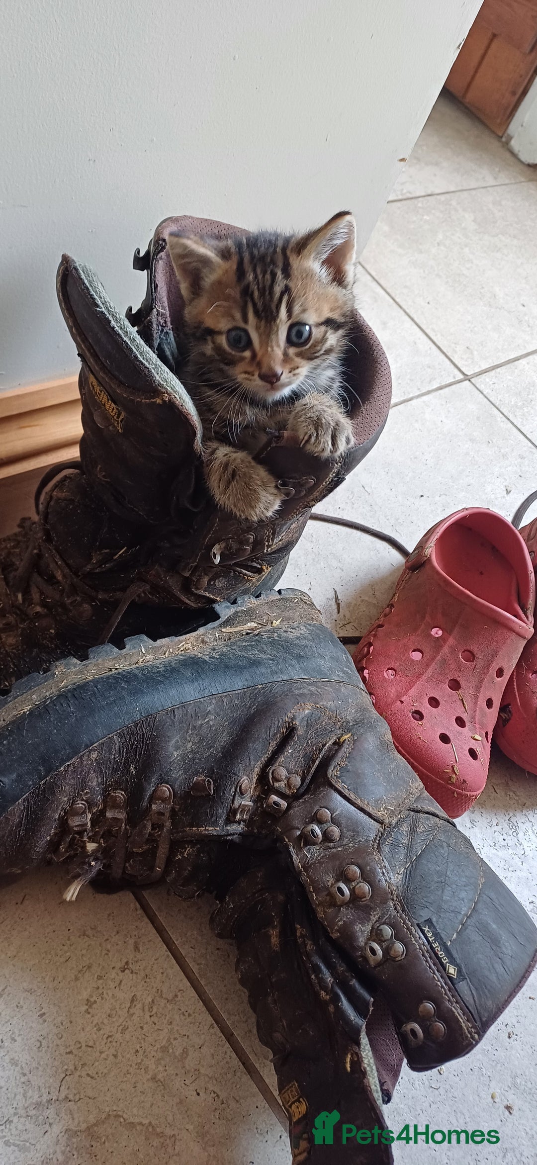 Mixed Breed cats for sale: Stunning kittens available  - Image 3