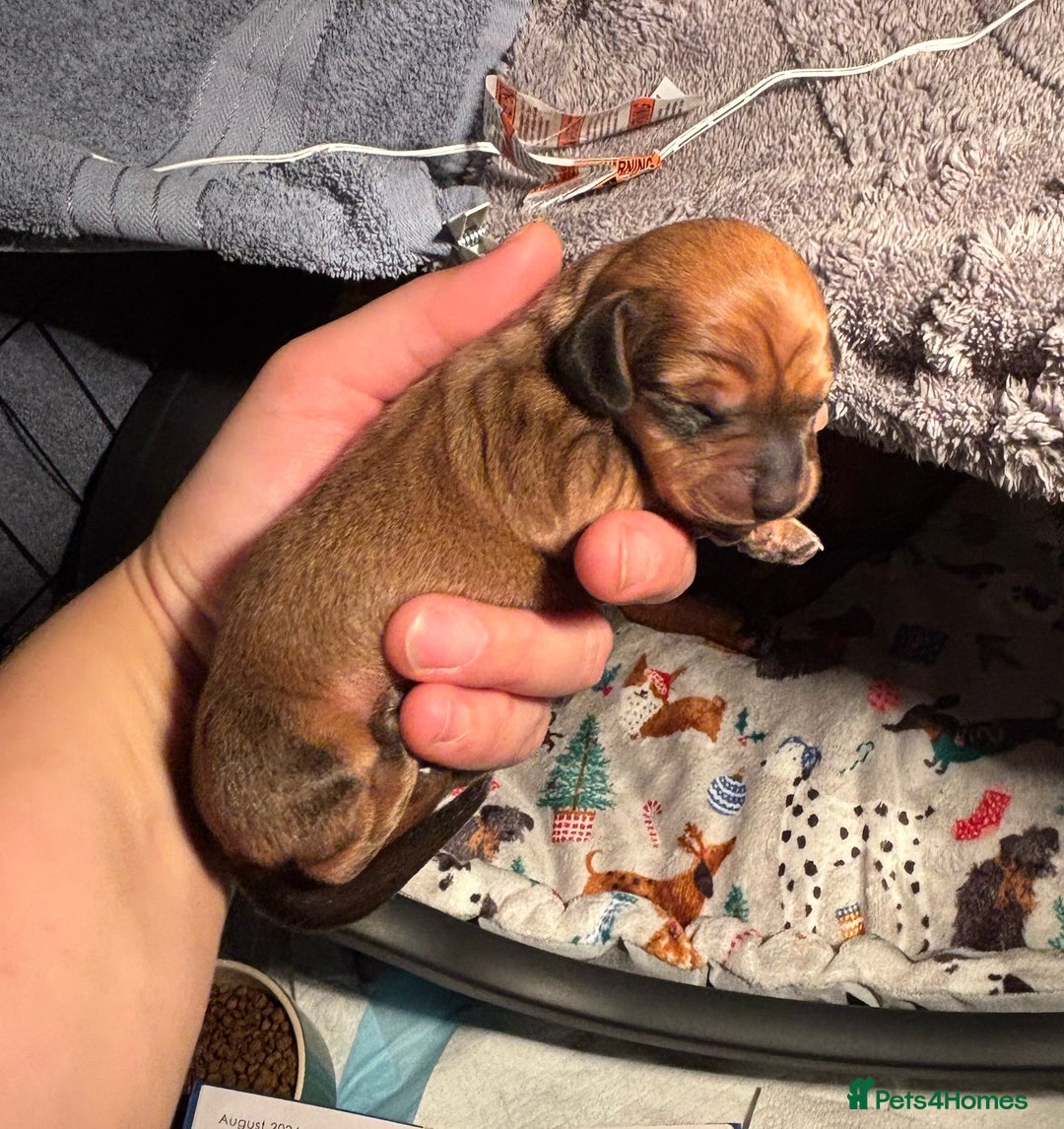 Miniature Dachshund dogs for sale: Miniature dachshund (1 girl left) - Advert 26