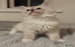 Ragdoll cats for sale: 💙🐾Tica full Pedigree🐾EU Ragdoll 🐱🐾DNA Clear - Image 21