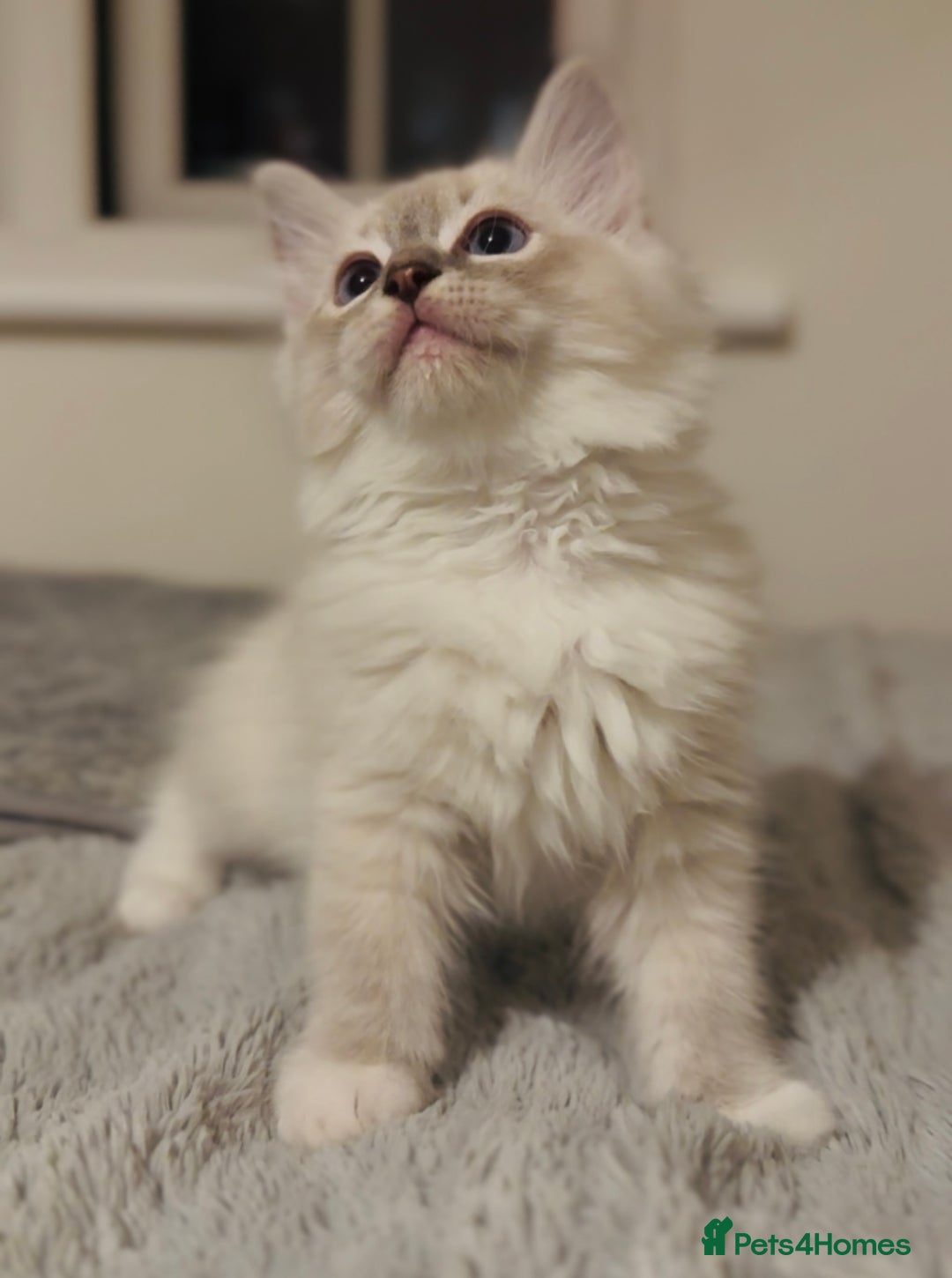 Ragdoll cats for sale: 💙🐾Tica full Pedigree🐾EU Ragdoll 🐱🐾DNA Clear - Image 21