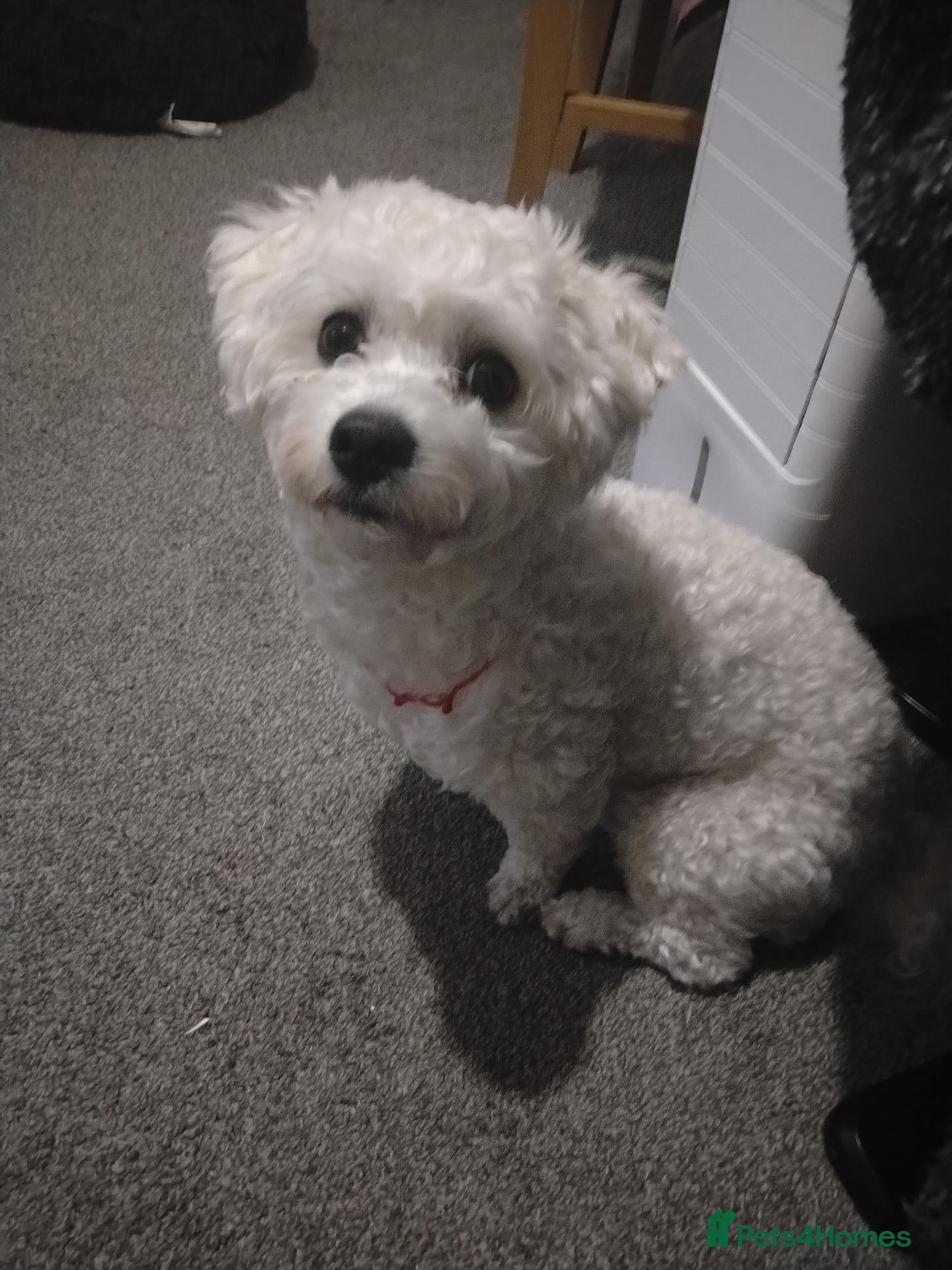 Bichon Frise dogs Hi everyone  - Advert 4