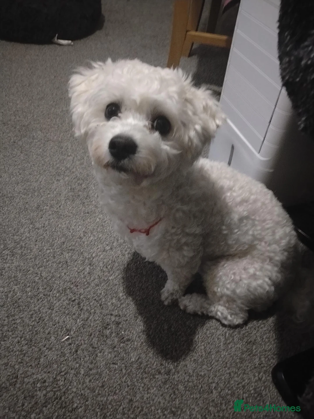 Bichon Frise dogs for stud: Hi everyone  in London - Advert 1
