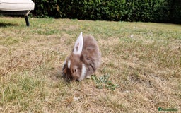 English Lop rabbits for sale: 6 adorable bunnies £60 each ready for a fun home  - Image 10