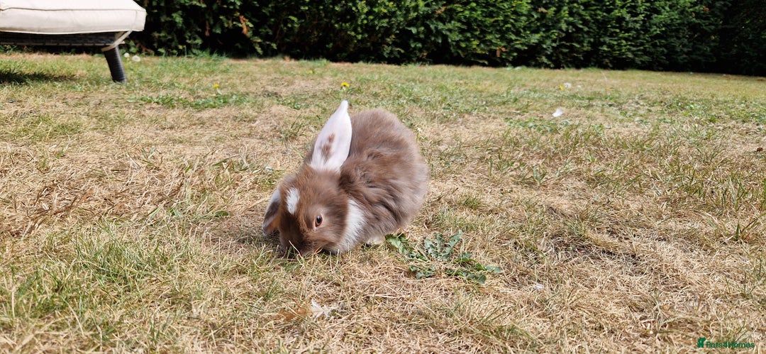English Lop rabbits for sale: 6 adorable bunnies £60 each ready for a fun home  - Image 10