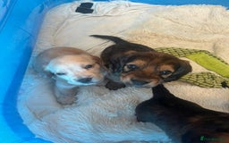 Mixed Breed dogs for sale: Bassett hound - Image 2