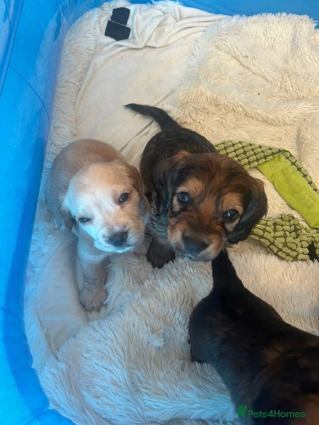 Mixed Breed dogs for sale: Bassett hound - Image 2