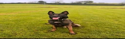 Belgian Shepherd Dog dogs for sale: Belgian malinois in Egremont - Advert 3